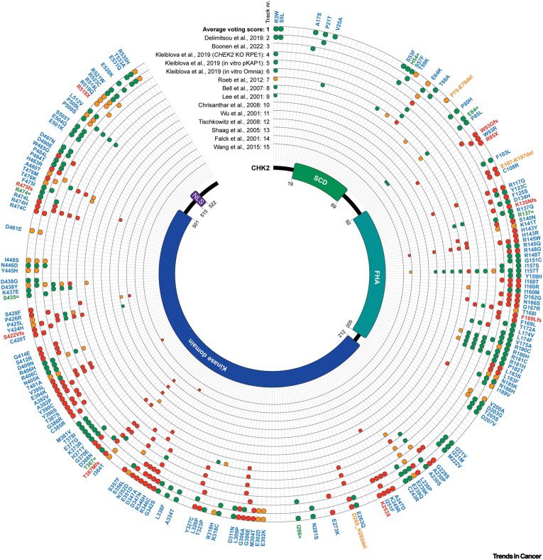 We recently published a review on the functional analysis of genetic variants in the moderate cancer risk gene CHEk2. Read about the challenges, particularly how to link functional outcomes with cancer risk cell.com/trends/cancer/…