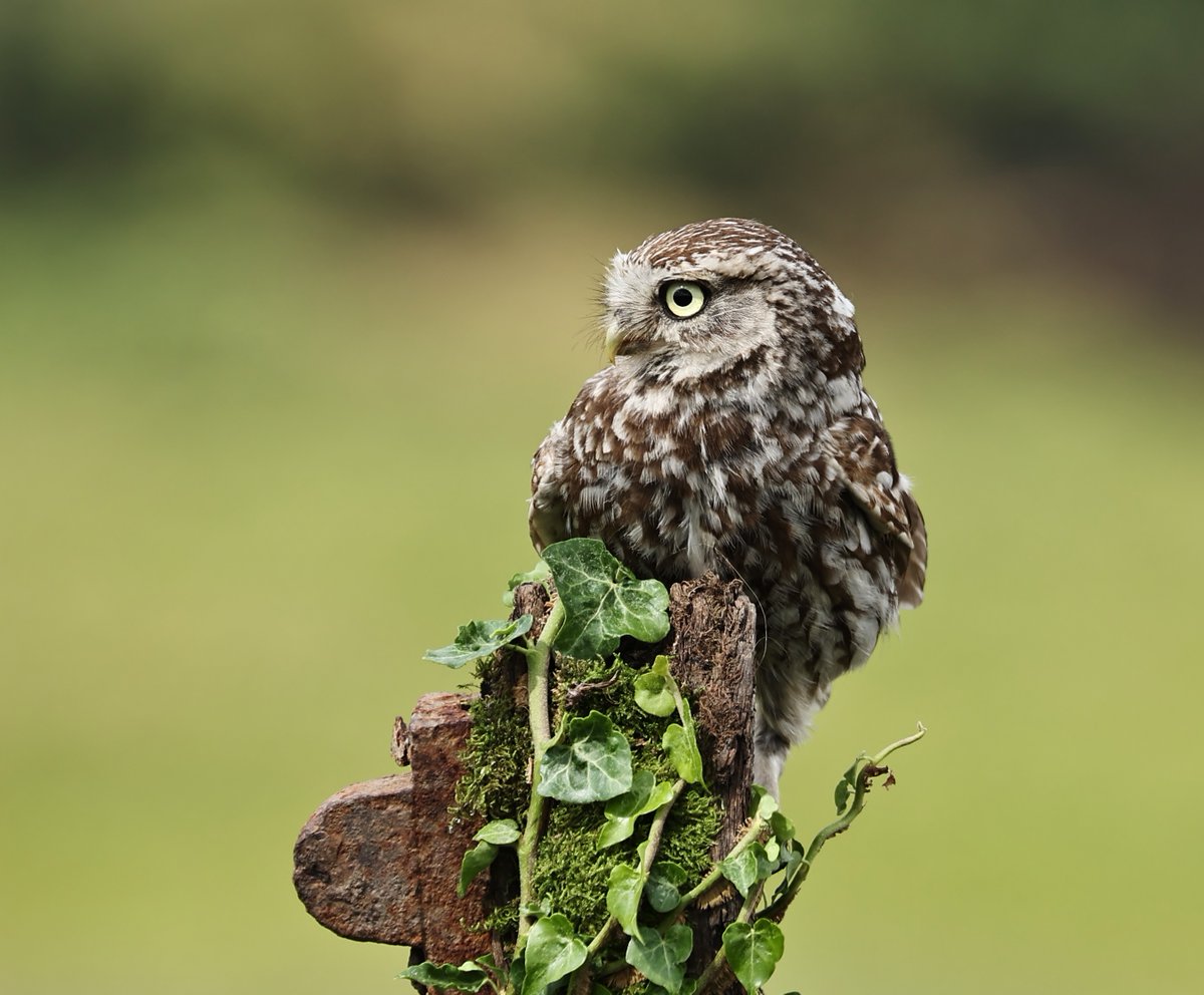 A beautiful little owl  up on the Durham upland this afternoon at one of my new sites <a href="/UKLittleOwls/">UK Little Owl Project</a>  <a href="/WildlifeMag/">BBC Wildlife</a> <a href="/BBCSpringwatch/">BBC Springwatch</a> <a href="/NatureUK/">NatureUK</a>