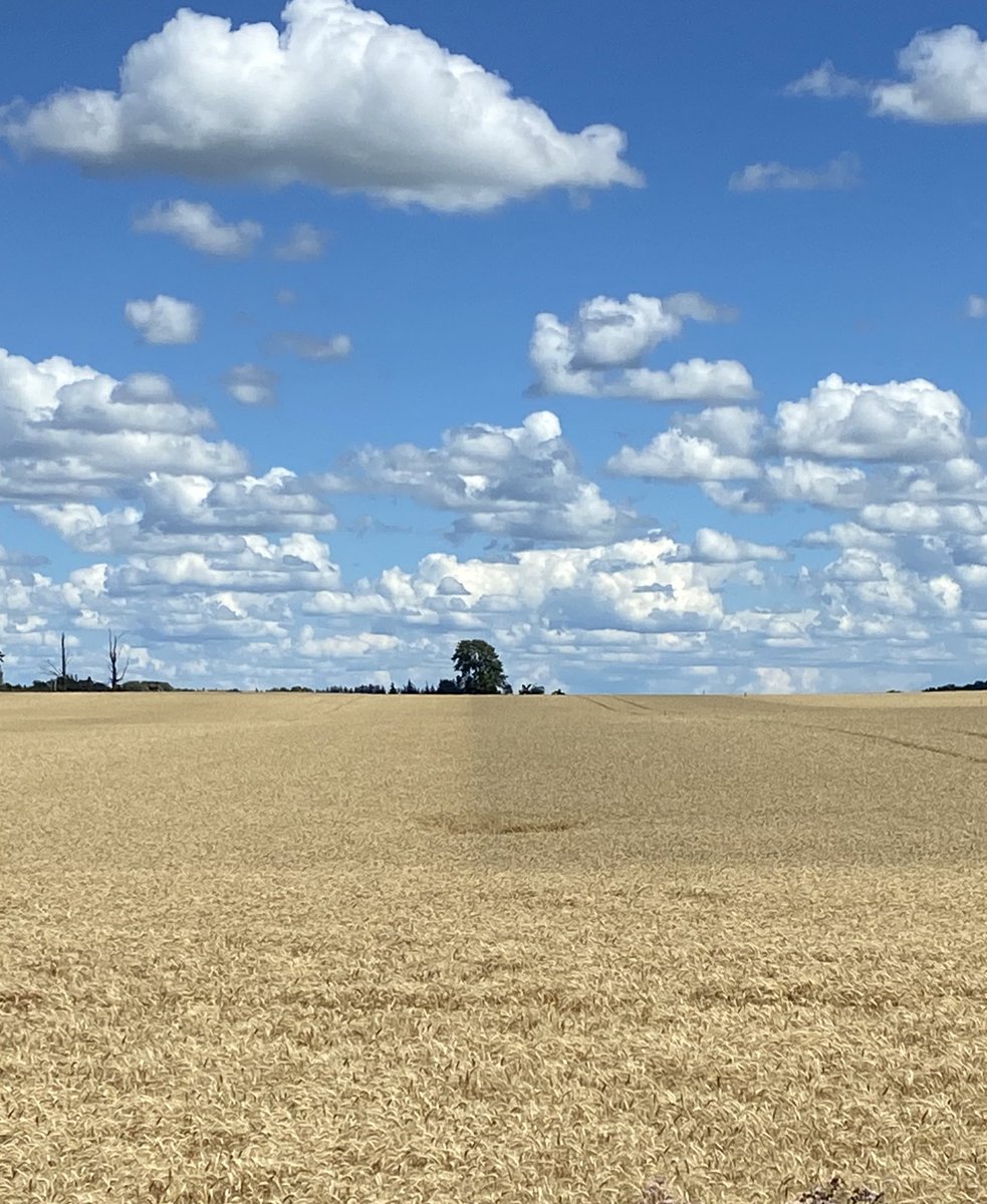 JoannaMWallace's tweet image. There’s that clean and bright #MiravisAce line we love! The darker is not untreated, it’s a new competitor. 

@syngentacanada 
#fieldperformance