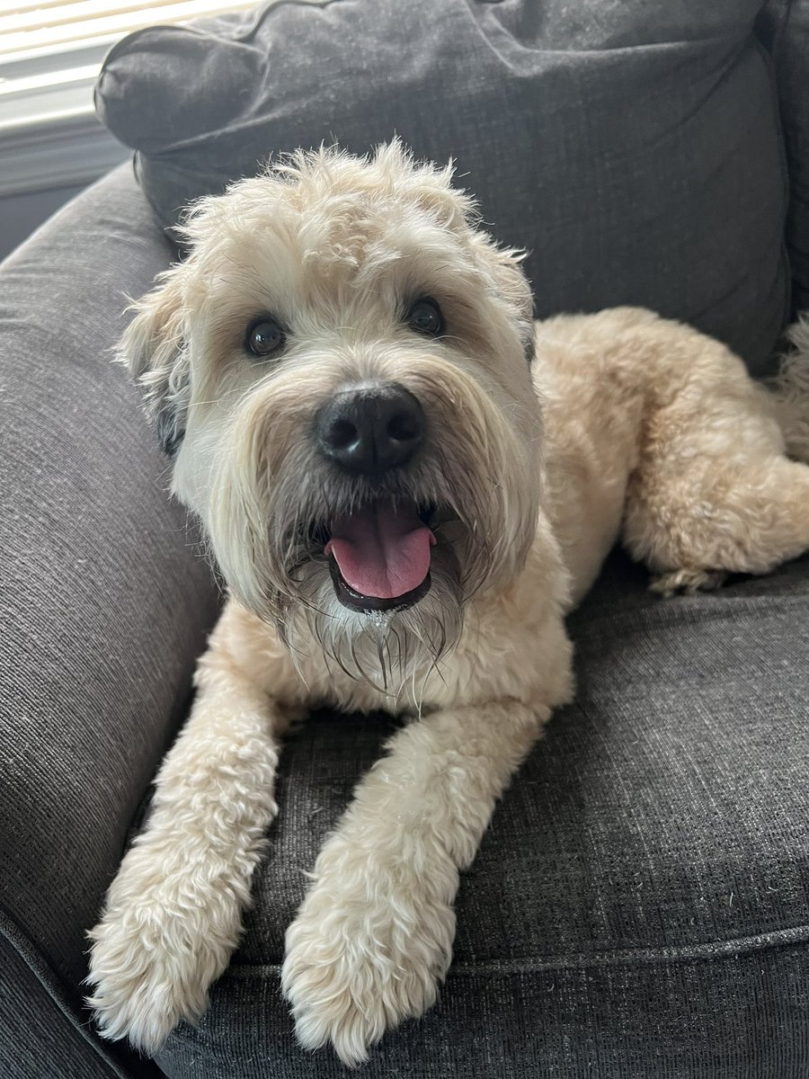 AngelAnker's tweet photo. #NWDogDugoutSweepstakes https://t.co/jT35zvzM5Z