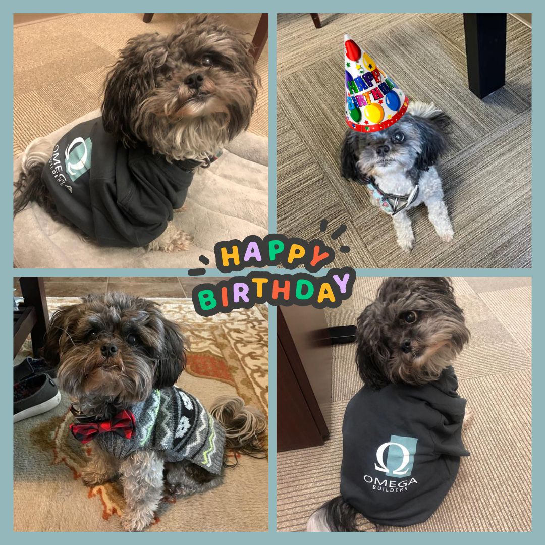 OmegaBuildersTX's tweet image. Happy Birthday to the most adorable one eyed bandit, begger of treats, photogenic pupster and Omega's cutest mascot - Brutus! 🐶🐾💙