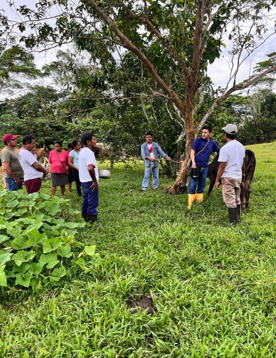 ProyectoAtpa's tweet photo. #Orellana mediante el proyecto #ATPA-RAPS brindó el Taller de capacitación en Escuelas de Campo Ganadera, sobre desparasitación y vitaminización de bovinos. En la comunidad Pimampiro del Cantón La Joya de Los Sachas. https://t.co/MPa6t6Nz2C