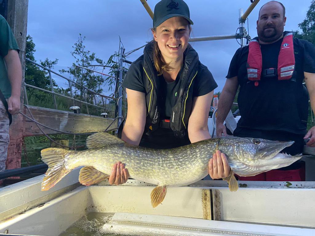 Great to hear from some of the other <a href="/EnvAgency/">Environment Agency</a> #Monitoring teams around the country. Some great #fish surveys in my old patch this past week. #chub &amp; #trout from the River Lee @ Amwell and an immense #pike from the Thames #TeamEA <a href="/FayeHudsonEA/">Faye Hudson EA</a>