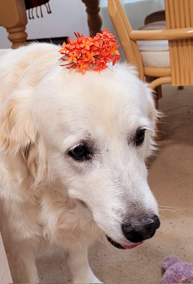 Happy #floofheadfriday everyone! #DogsofTwittter #FloofHeadsClub