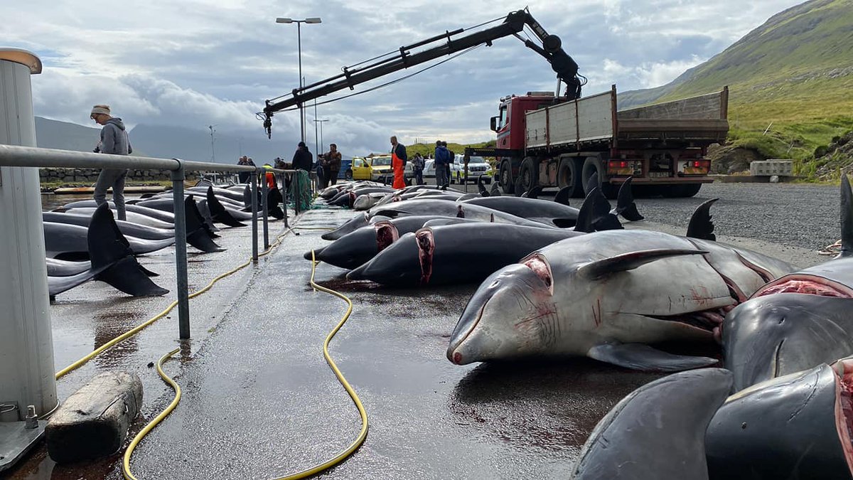 Seasaver's tweet photo. HORRIFIC NEWS

100 bottlenose dolphins killed in Faroe Islands hunt today

They could be some of the same animals that bring so much joy to people in the UK and elsewhere.

Read more here https://t.co/QdnJQxueIh 📷 Palli Ásbjørnsson Justesen https://t.co/EbUf0luRk4
