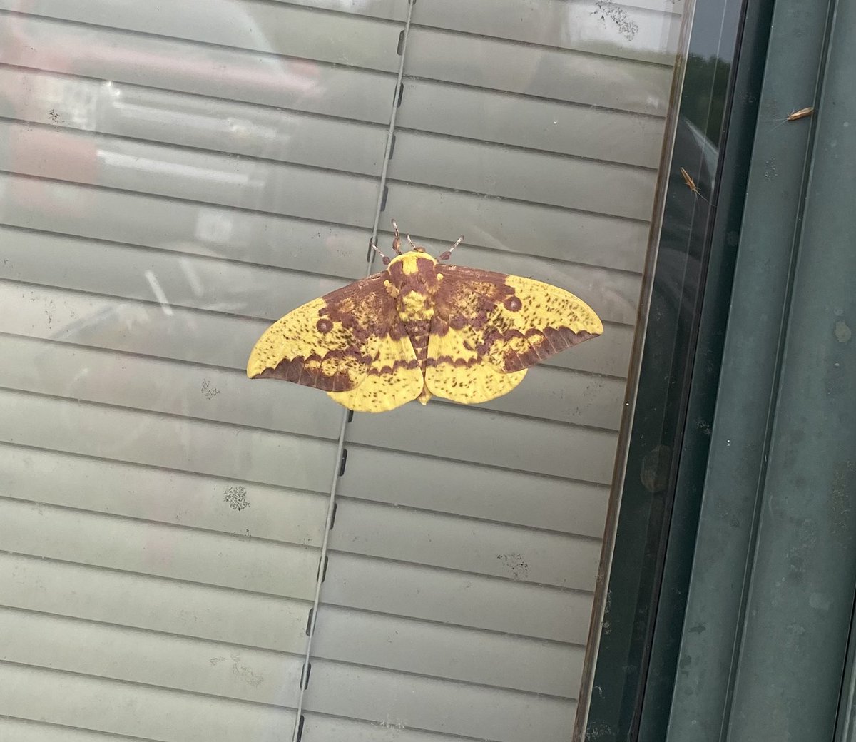 A special visitor stopped by the office for #NationalMothWeek!