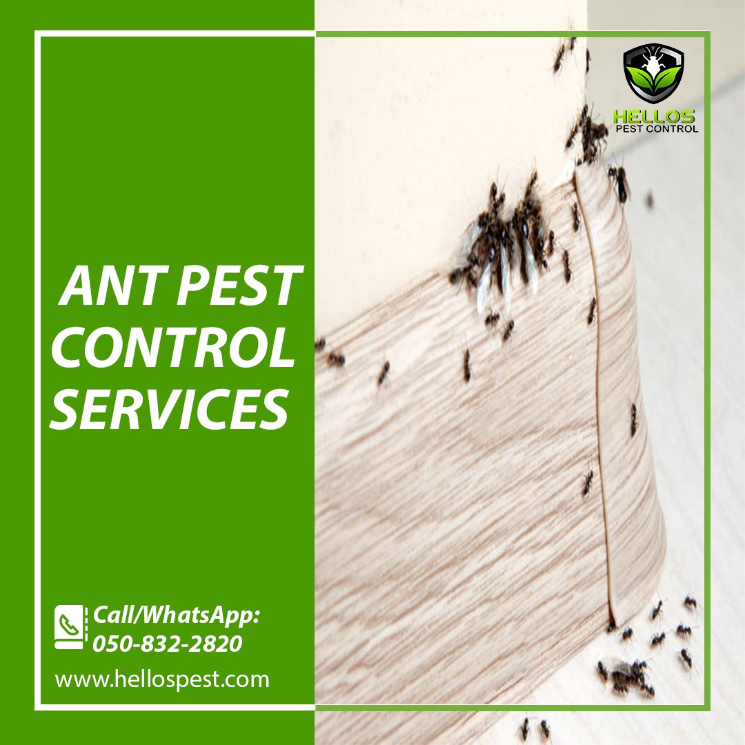 Professional Pest Control for Ants in Dubai by Using Ants Gel &amp; Granular Baiting. 
Call us Now for more details 📱 +971 50 832 2820
Visit: hellospest.com
#pest #control #dubai #antscontrol #dubaipestcontrol #termite #rats #cockroach #pestcontrolservices