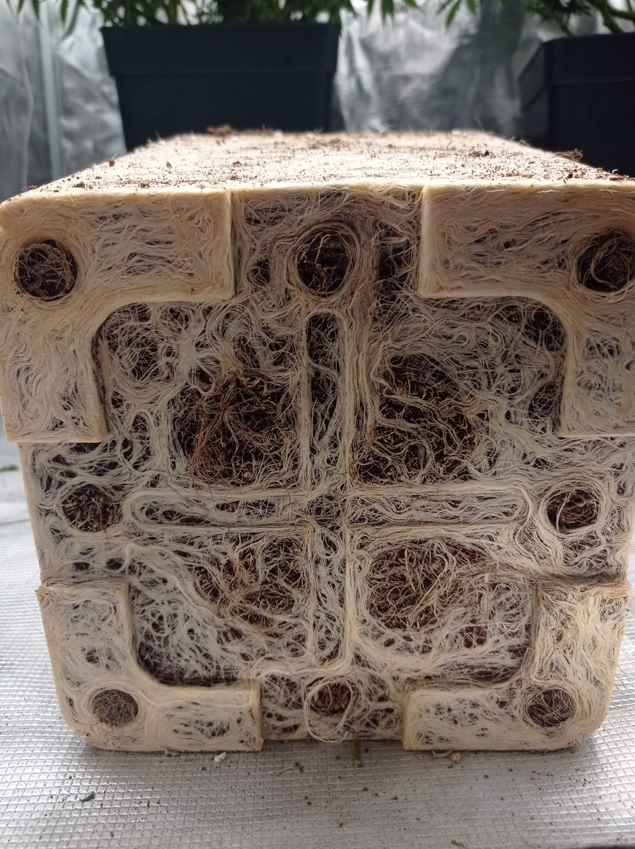 GrowerHaoss's tweet photo. Healthy roots = lots of buds https://t.co/C3OIgY6pJZ