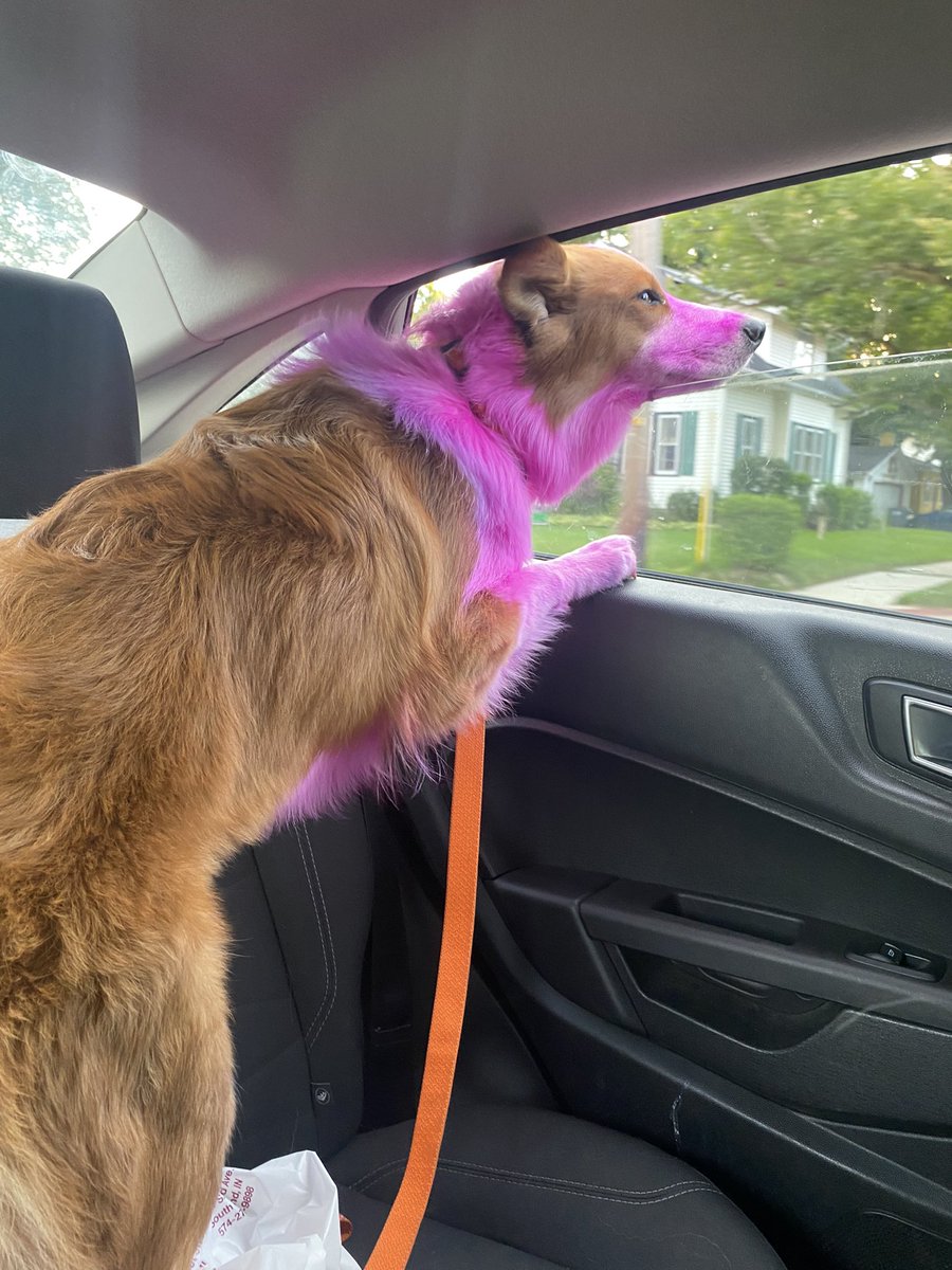 _Logannss's tweet photo. Pink dog. https://t.co/fdQQpA1opz