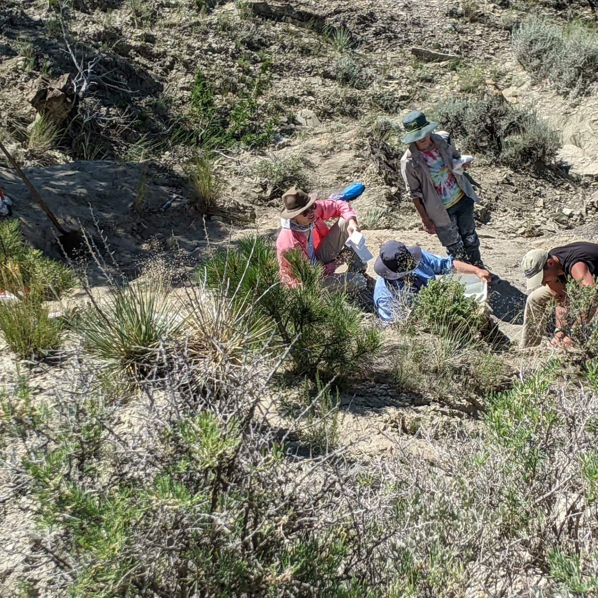 Baryonyx1989's tweet photo. Happy Fossil Friday everyone!! This week we have some more photos from the field with the amazing Paleo team at the #sciencemuseumofminnesota
Working in the Lower Hell Creek in central MT. Pretty productive year this year, with more on the horizon for next year!
#FossilFriday https://t.co/z8UNiutP5x