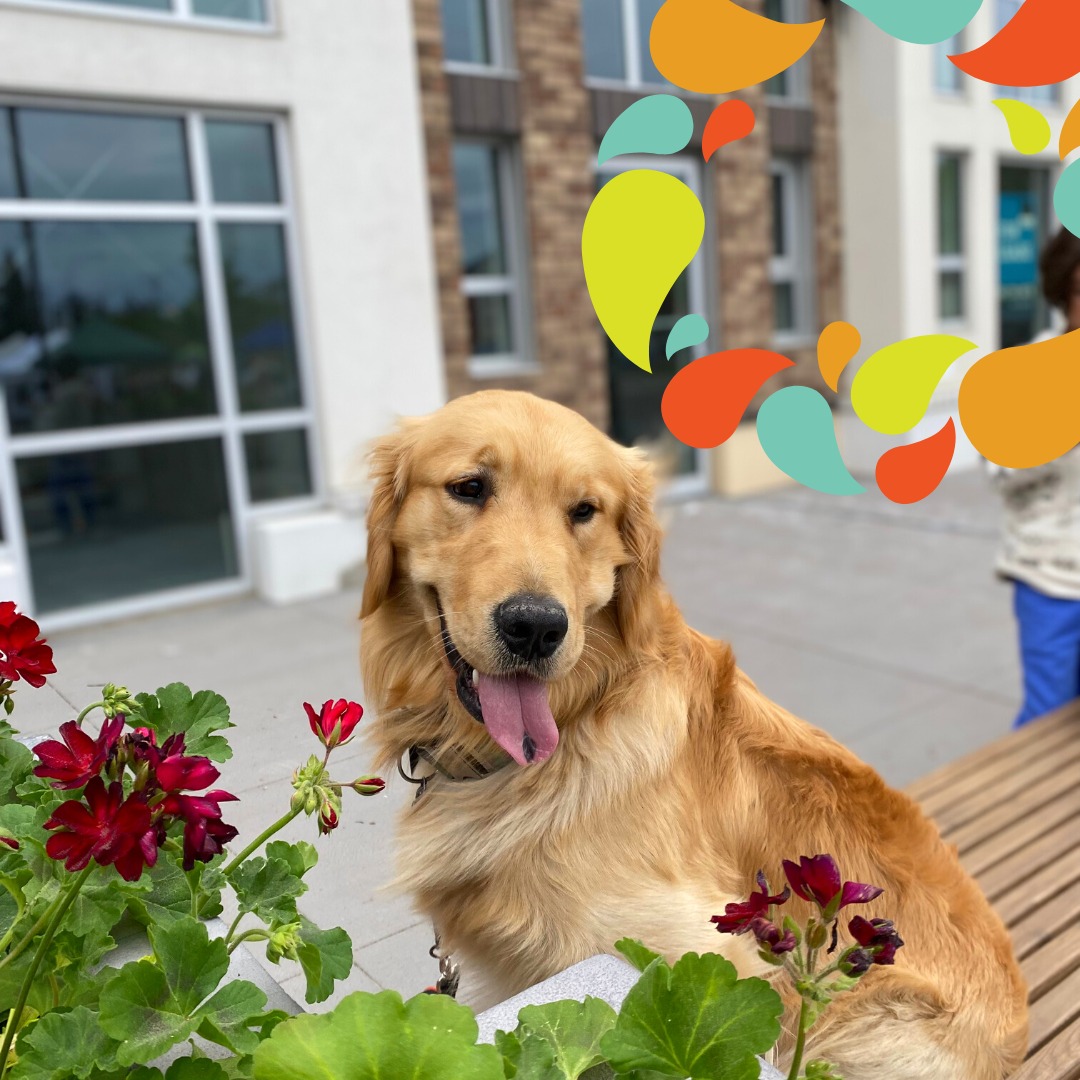 124GrandMarket's tweet photo. Ask nicely and Huxley will pick you a fresh bouquet of flowers from any pot or field he can find. π Just don't ask why he has dirt on his nose and bean toes. π€« #yeg #FarmersMarket #Dogsof124 https://t.co/XoIj6ldMZa