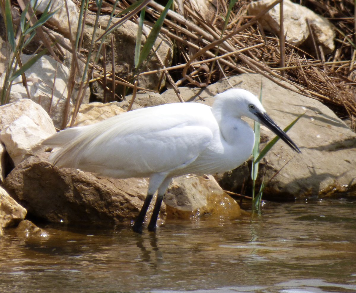 BirdCamBot's tweet photo. ๐ฎ๐น๐ฆ day 8: little egret
#TwitterNatureCommunity #birdwatching #birds #aves #PoDelta #Veneto #BirdsSeenIn2022 @LipuOnlus @ParcoDeltadelPo https://t.co/uYNskuWELz