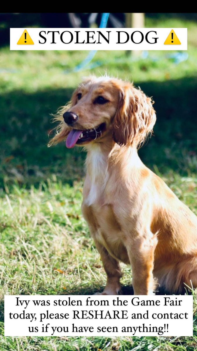 How Can You Tell If A Dog Is Stolen