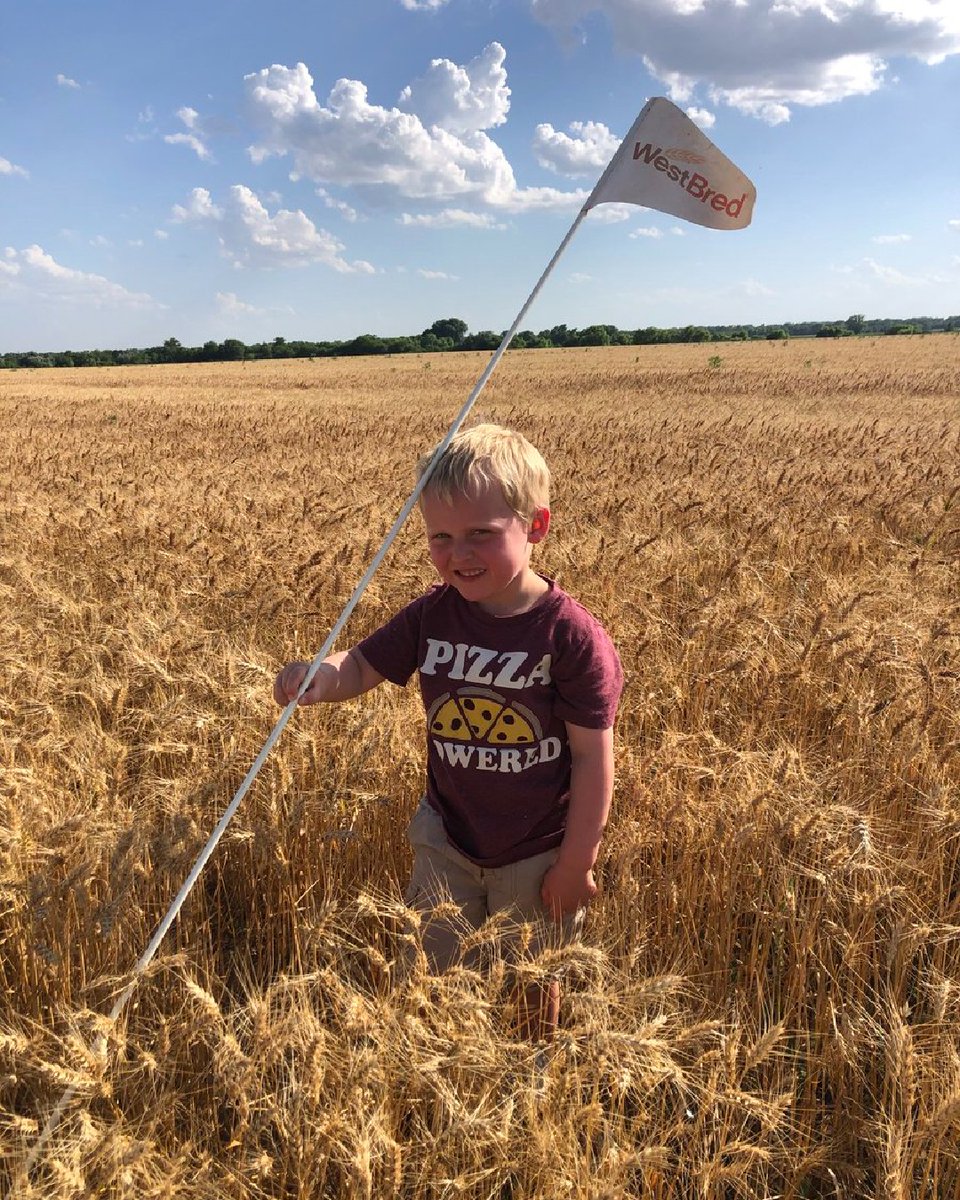 WestBredWheat's tweet image. Without wheat, we wouldn’t have pizza crust. 🍕 Why is #wheat important to you? #FarmKidFriday #Grow22

📸: @ablubaugh84