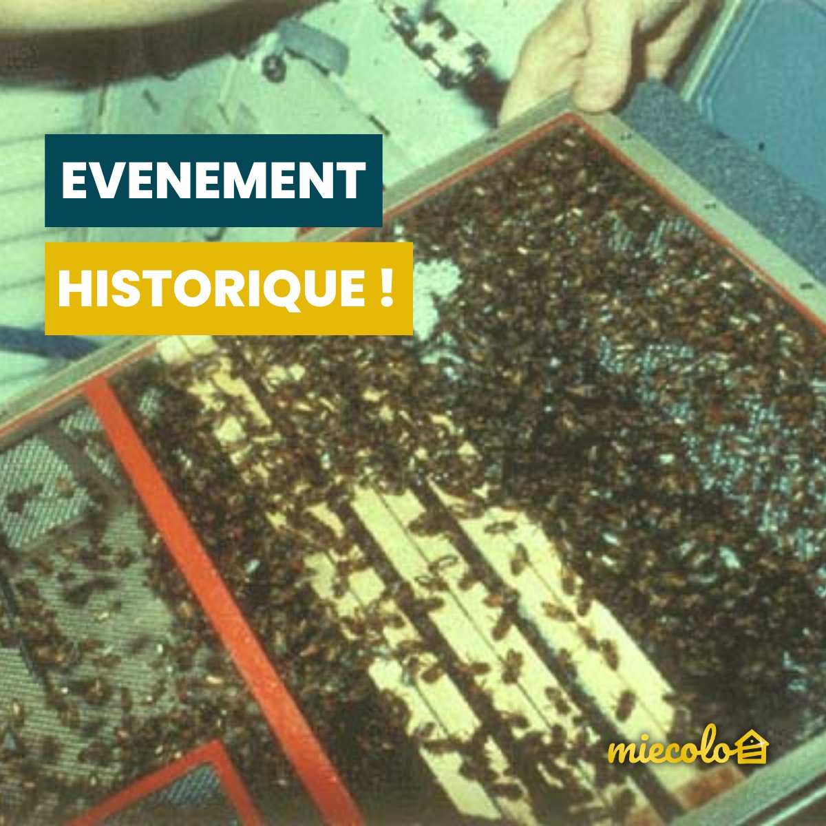 Le 6 avril 1984, un #essaim d'#abeilles expérimente pour la première fois les effets de la gravité 🐝

Pendant 7 jours, 3500 abeilles ont vécu dans un BEM à bord d'une navette spatiale !

Cette étude s'avère intéressante car des cellules en nid d'abeilles sont conçues 👀