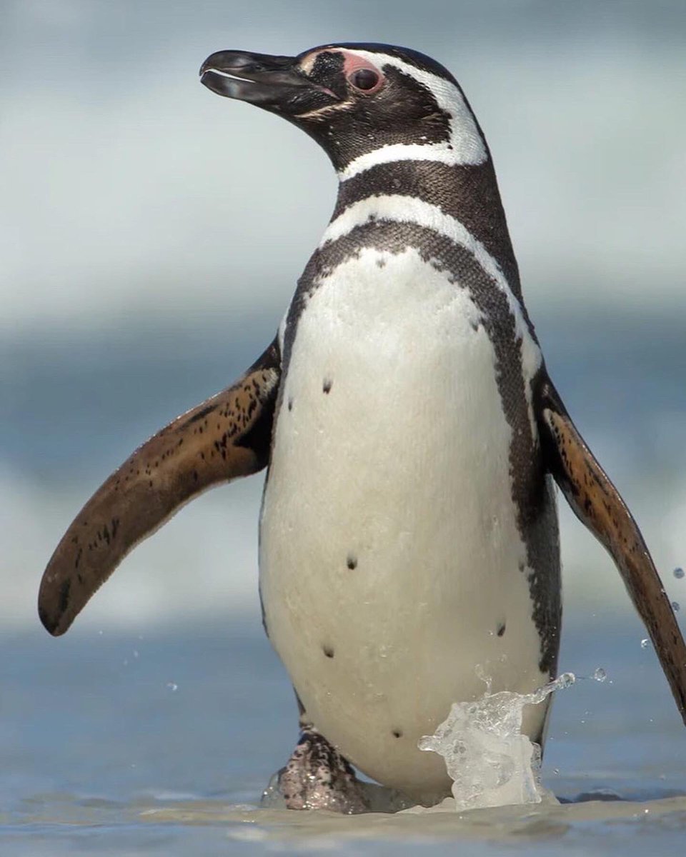 🐧 En los últimos días se hallaron grupos de pingüinos muertos en la costa de #Maldonado, #Uruguay. 

Estos pingüinos se encontraban recorriendo su ruta migratoria.

Abrimos hilo 🧵 👇🏼