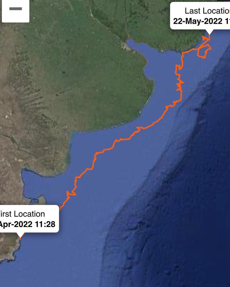 🌊 Permanecen en el océano alimentándose y sólo tocan tierra si están enfermos, heridos, debilitados o empetrolados, por ejemplo.

🙏🏼 Su permanencia en aguas uruguayas es fundamental y por eso es importante cuidarlos en su paso.