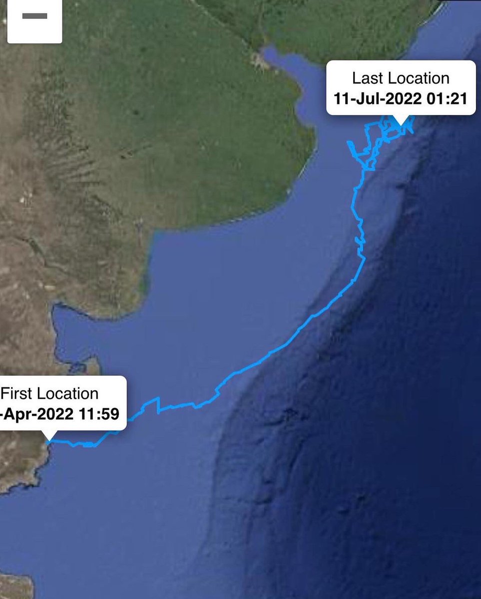 🐧 Como se puede ver claramente en las imágenes que adjuntamos mostrando los viajes de migración, los pingüinos anidan en la #Patagonia 🇦🇷 de setiembre a abril, y muchos siguen su ruta migratoria llegando hasta Uruguay 🇺🇾 y sur de #Brasil 🇧🇷