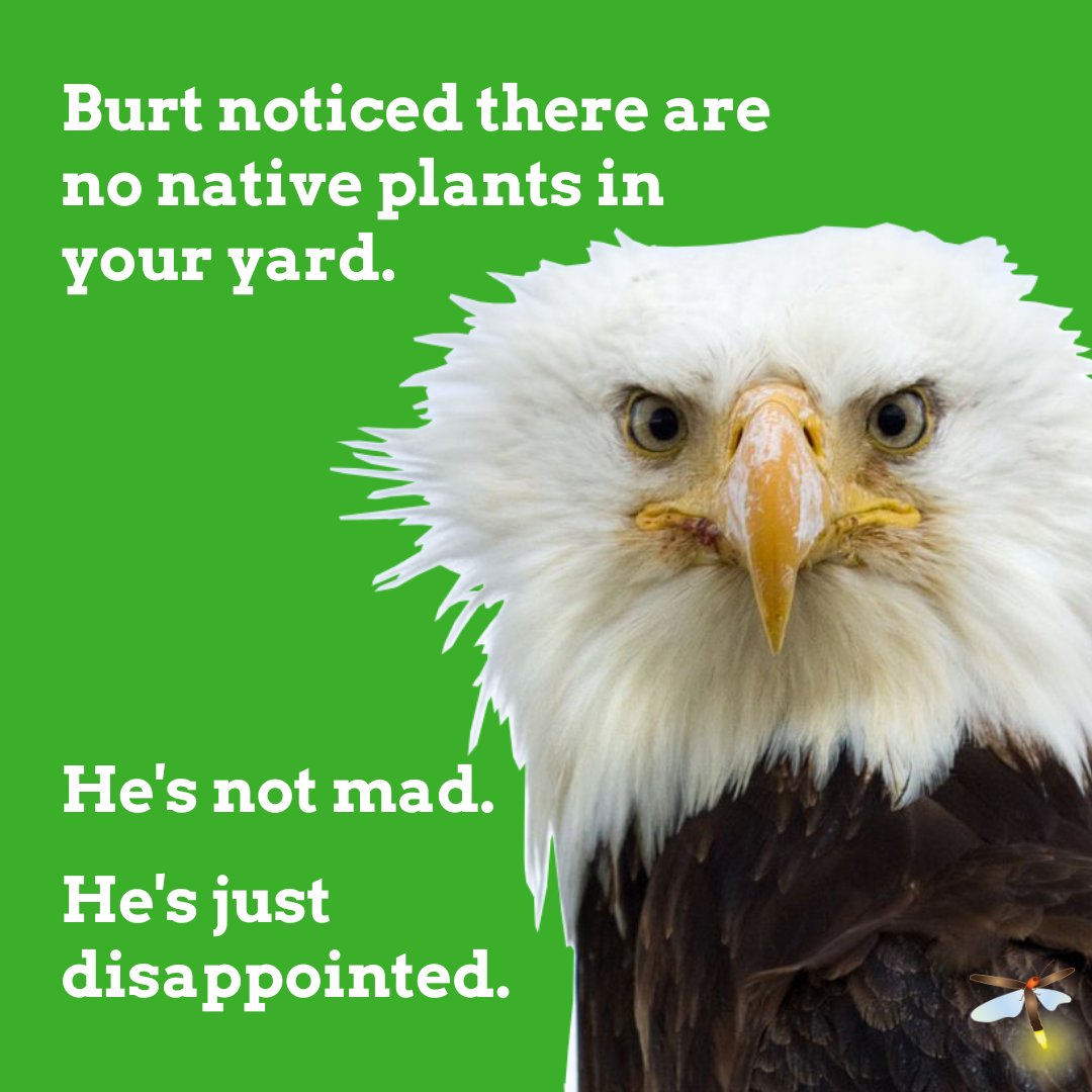 It's OK. Burt still loves you. Just please plant some native plants to help regenerate biodiversity. #homegrownnationalpark #plantnative #regeneratebiodiversity #burt