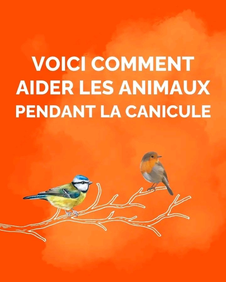 Si vous trouvez un animal en détresse, n’essayez pas de le soigner seul, amenez-le en urgence au centre de soin le plus proche. Pour trouver un centre à proximité de votre domicile, effectuez une recherche sur internet. Hugo Clément #ClimateEmergency #NatureConservationDay