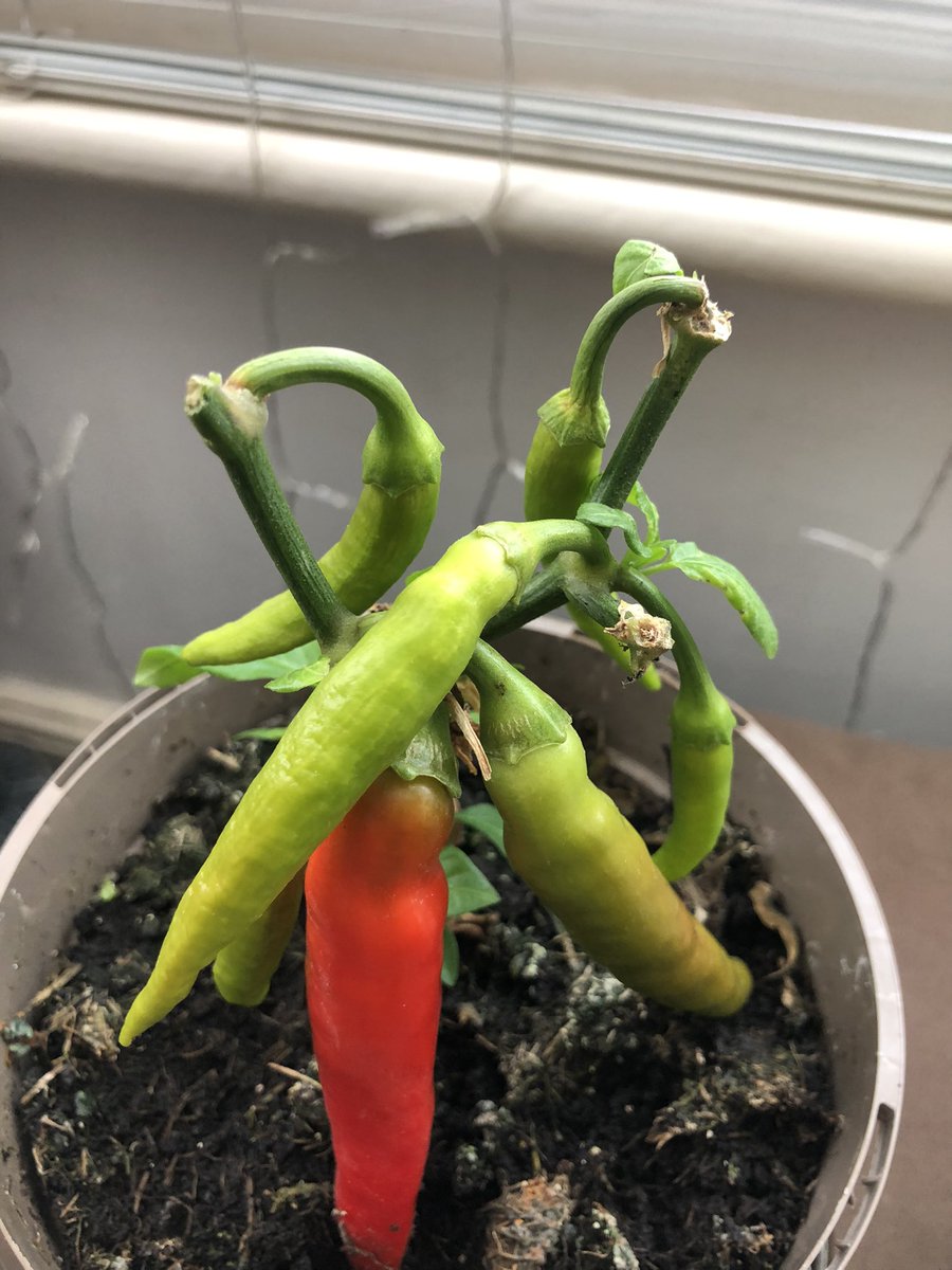 Corderagirl's tweet photo. Days two. Leaves beginning to grow back slowly…. 🌶 #Chilliwatch https://t.co/fMd3ivudv3