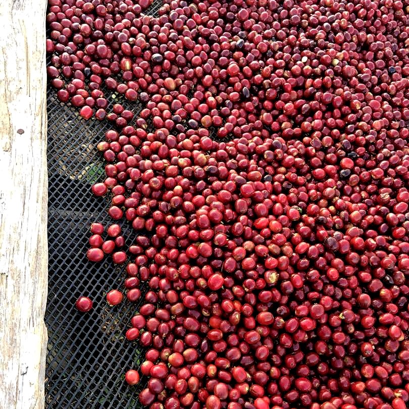 genuine_origin's tweet photo. So many micro-lots, so little time. Explore our selection of high-scoring, table-crushing coffees while they last☕✨

Prices, profiles and scores may vary but they're all consistently unique. Roast &amp; Enjoy🔥 https://t.co/WhAohvlDJS
#microlot #coffee #coffeeroaster https://t.co/sGywDUn5jE