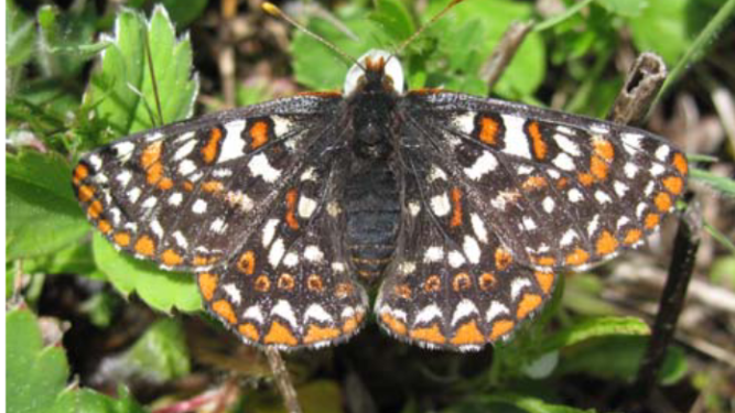 LuckiamuteWC's tweet photo. Only FOUR tickets left for tomorrow's Butterfly and Moth Walk at J2E Tree Farm! It's going to get HOT tomorrow, so join us outside early in the day to learn about some of the butterflies and moths  that live in our region! - https://t.co/d6LoVsPgsX https://t.co/XBfbWfJqpj