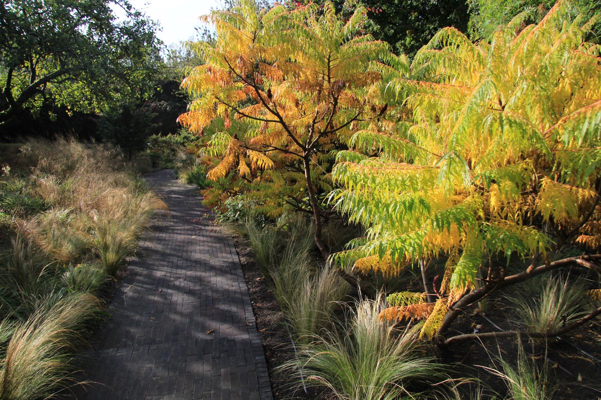 Bowles & Wyer (@bowleswyer) on Twitter photo This Vande Moortel pathway looks especially striking contrasted with the colours of the surrounding planting!
#gardendesign #planting #gardenpath #garden #design #gardening #gardeninspiration #gardendesignideas #gardenideas #horticulture #outdoorliving This Vande Moortel pathway looks especially striking contrasted with the colours of the surrounding planting!
#gardendesign #planting #gardenpath #garden #design #gardening #gardeninspiration #gardendesignideas #gardenideas #horticulture #outdoorliving