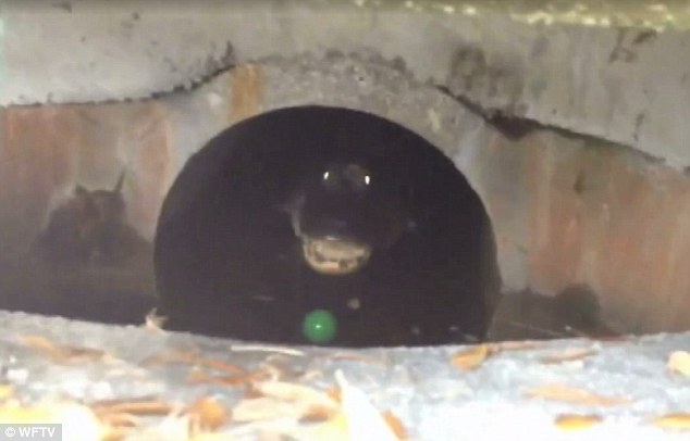 GatorsDaily's tweet photo. do not come in my lair https://t.co/4ArP4ZRWLY