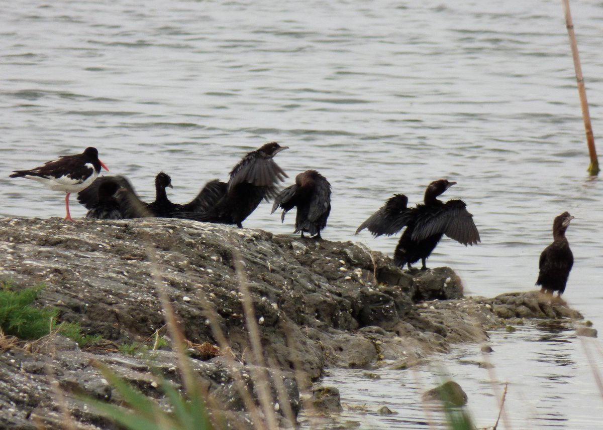 BirdCamBot's tweet photo. ๐ฎ๐น๐ฆ day 5: pixelated pigmy cormorants, with oystercatcher for size
#TwitterNatureCommunity #birdwatching #birds #aves #PoDelta #Veneto #BirdsSeenIn2022 @LipuOnlus @ParcoDeltadelPo https://t.co/wmVQT9Mdb7
