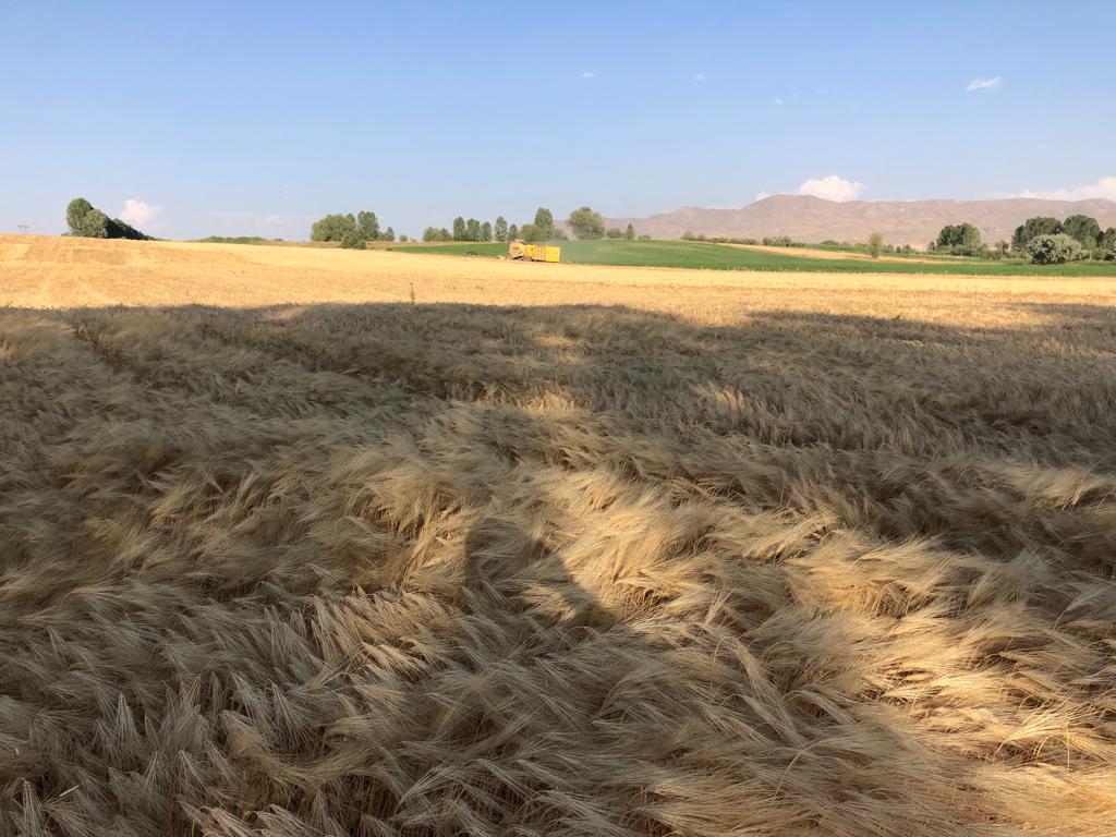 Tuşba İlçemiz Otluca Mahallesi çiftçilerinden Mehmet Şahar'a ait Bitkisel Üretimi Geliştirme Projesi kapsamında %75 hibe ile dağıtımı yapılan arpaların hasadı İl Müdürümüz İbrahim Görentaş ve Tuşba İlçe Müdürümüz Bülent Veziroğlu katılımıyla gerçekleştirildi.
<a href="/tcvanvaliligi/">T.C. Van Valiliği 🇹🇷</a>