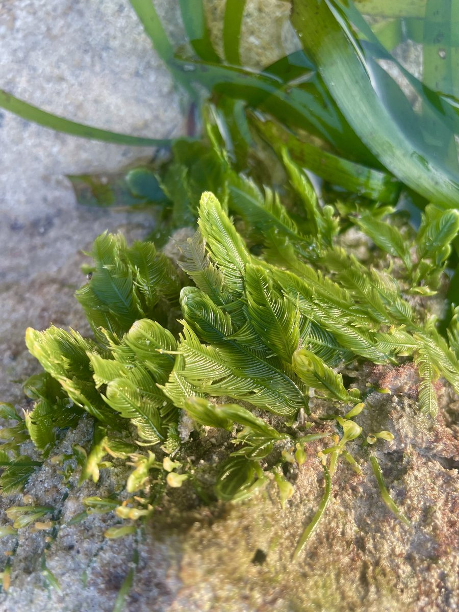 މޫދު  ވިނަ ✨💚

#seagrass #halophilaspinulosa #halophila #seagrassmeadows