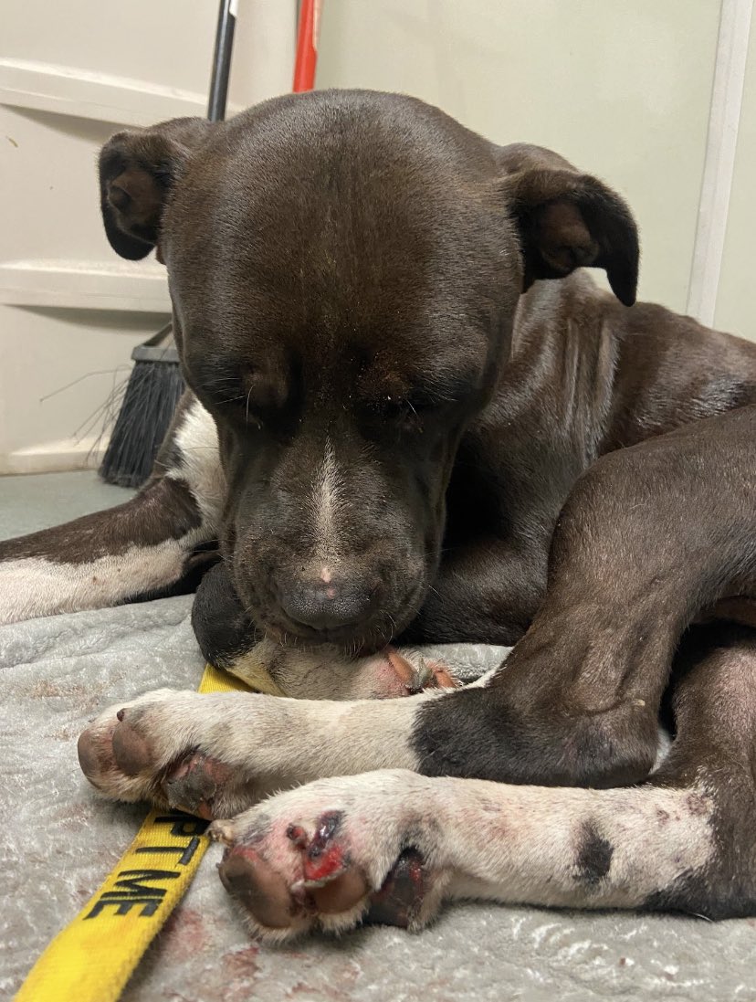 Do Dogs Have Bigger Front Paws