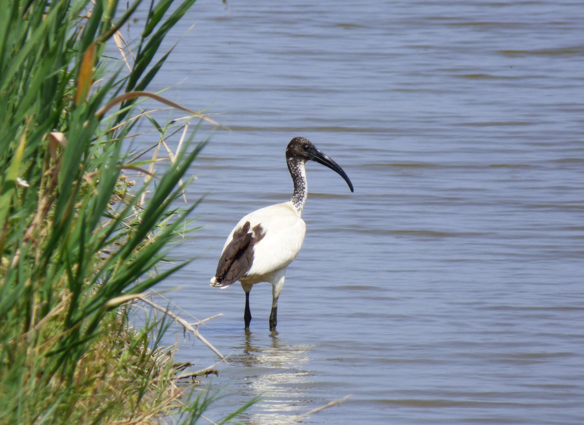 BirdCamBot's tweet photo. ๐ฎ๐น๐ฆ day 12: African sacred ibis (pretty pleased with this one actually)
#TwitterNatureCommunity #birdwatching #birds #aves #PoDelta #Veneto #BirdsSeenIn2022 @LipuOnlus @ParcoDeltadelPo https://t.co/fE3zz64tTE