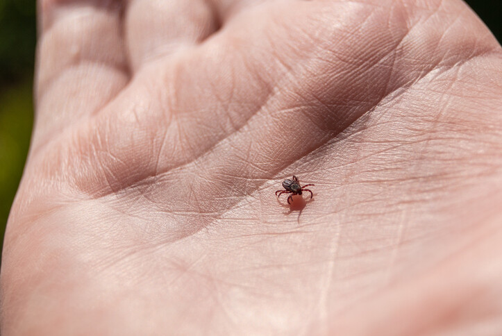 Newtown_Pest's tweet image. While adult #BlackLeggedTicks are the size of sesame seeds, nymphs are the size of poppy seeds, making them especially hard to see. Worst yet, this stage is when they’re most likely to transmit #LymeDisease to a human host.
.
.
#ticks #deertick #tickbite #bugs #entomology #nature