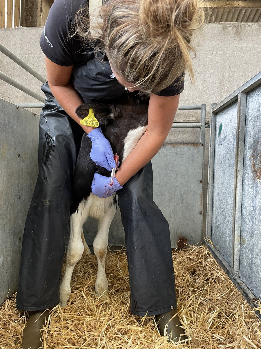 Knowledge is power! Assessing colostrum transfer today. If you don’t measure it how can you monitor it? #teamdairy #colostrumisgold