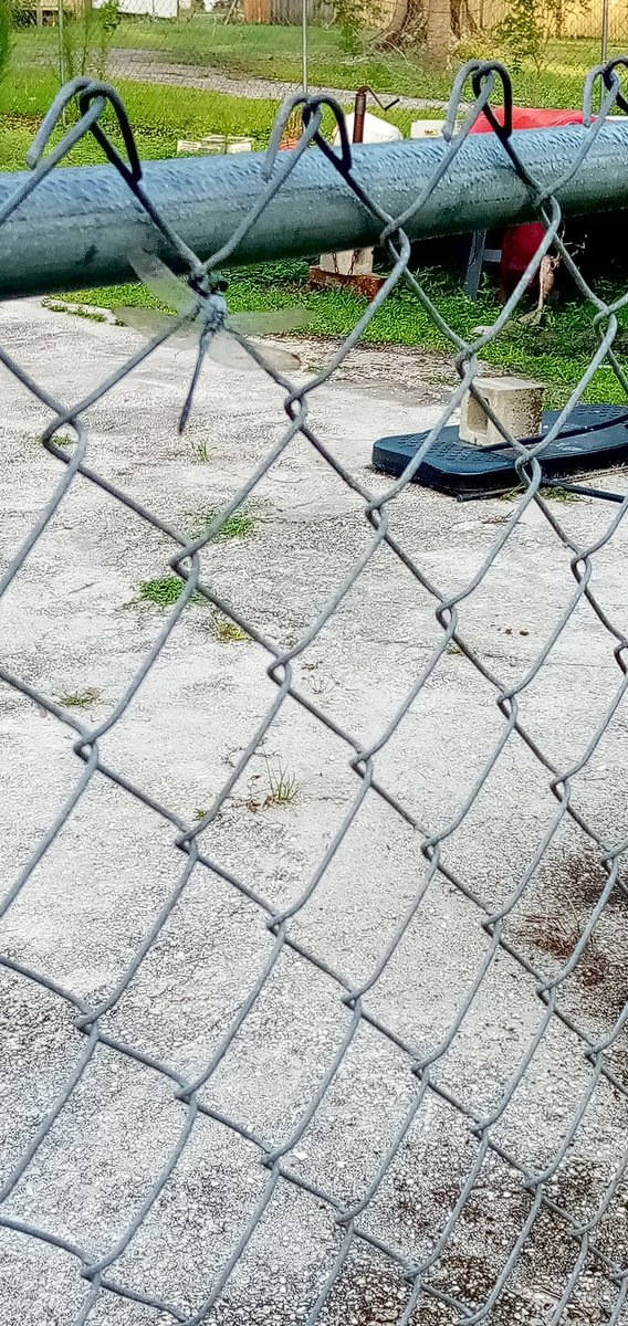 dakingship913's tweet photo. Very first sign of the day getting up and getting ready for work there has been a lot of dragonflies around my house https://t.co/2msLSodcEQ