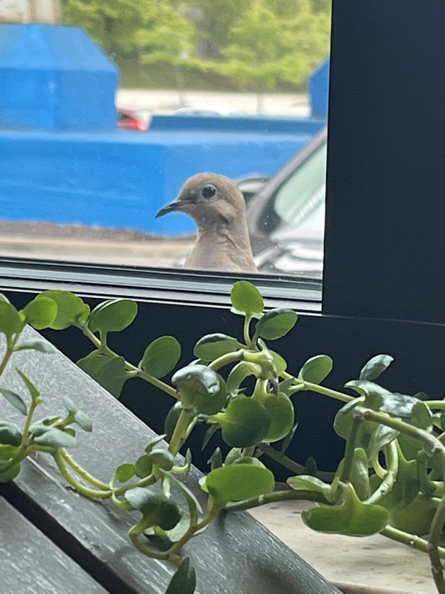 STEMnaut's tweet image. Someone wants to learn all about #TechWorksatCCA! #smartbird #stem