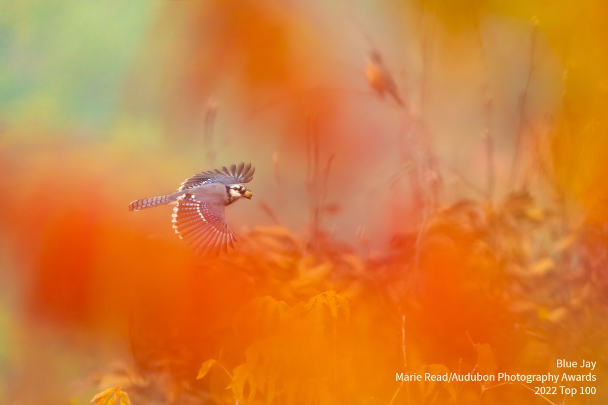 audubonsociety's tweet photo. Need more from the 2022 Audubon Photography Awards? Check out these 100 additional photos featuring birdlife at its most vivid, vulnerable, formidable, and playful: https://t.co/kZl5M1Tt35 https://t.co/IWqPDSqPSd