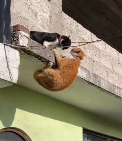 OdedRechavi's tweet image. One more experiment and i'll write you that recommendation letter