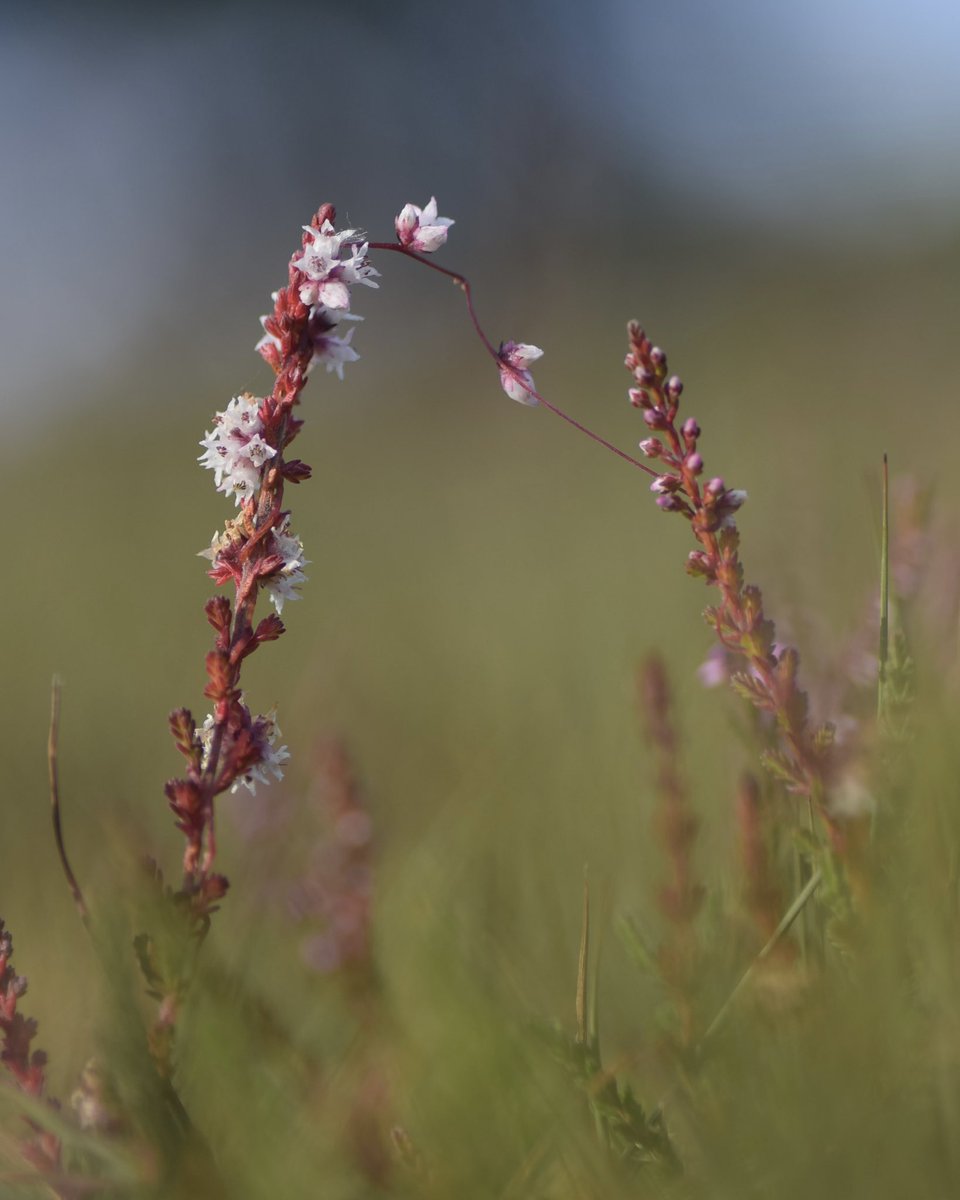 LeifBersweden's tweet photo. My fellow plant hunters you’re in for a TREAT with this one 😍 Say hello to the leach-like Dodder (Cuscuta epithymum), a ROOTLESS plant parasite feasting on Heather👌😮‍💨 Check out those suckers 😍 #HeathWeek https://t.co/ICcs0EUomc