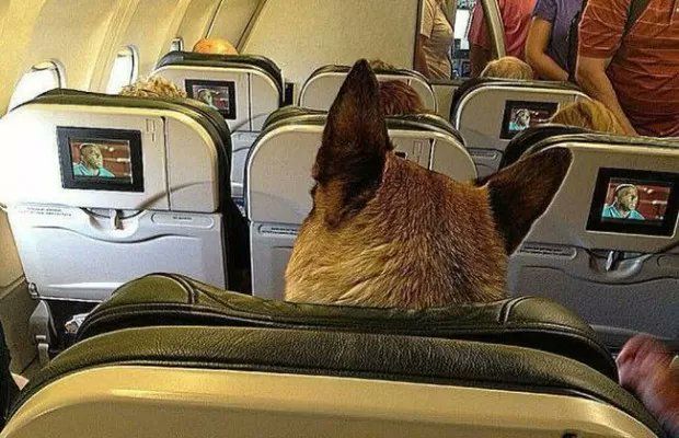 violetpilot1's tweet image. #FlyDog