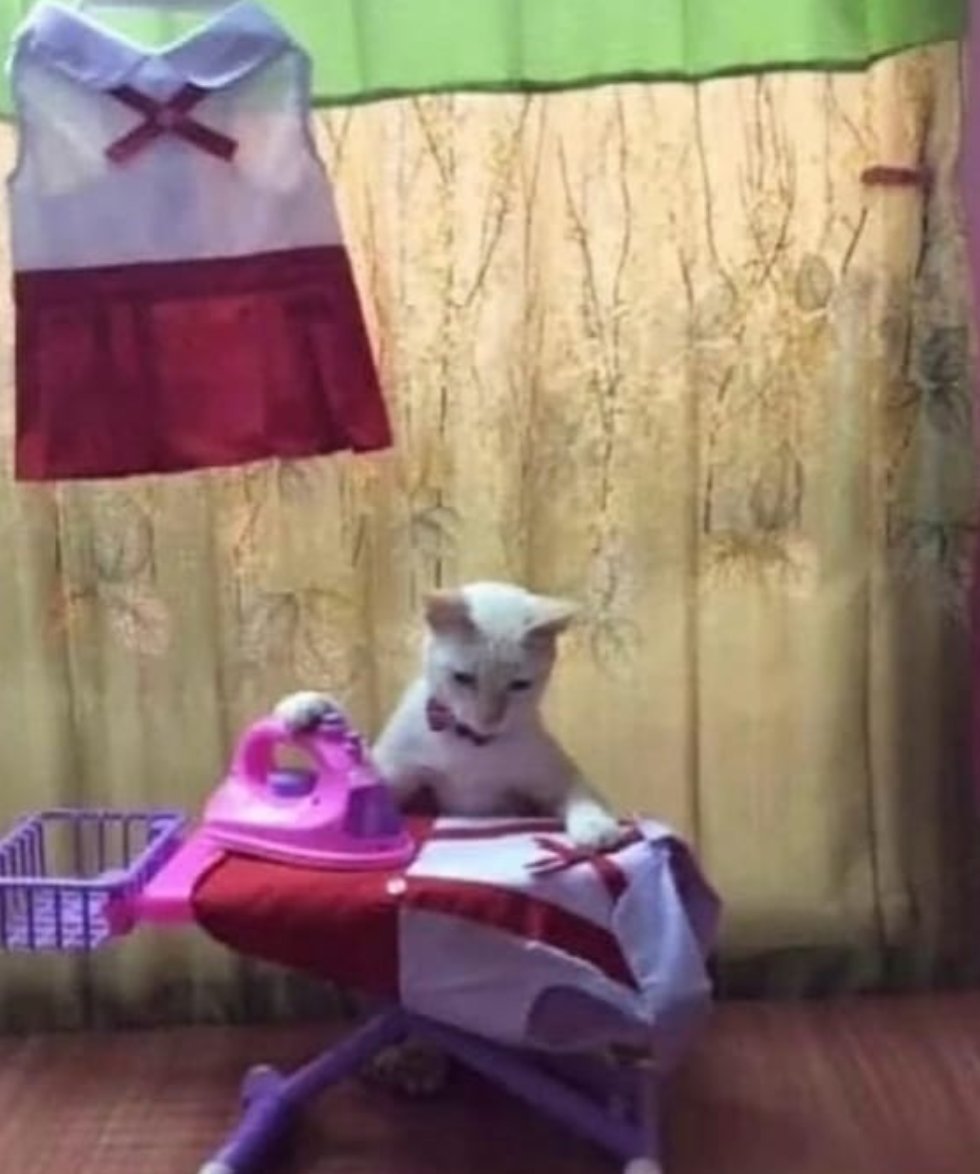 Dont Show Your Cat tweet media