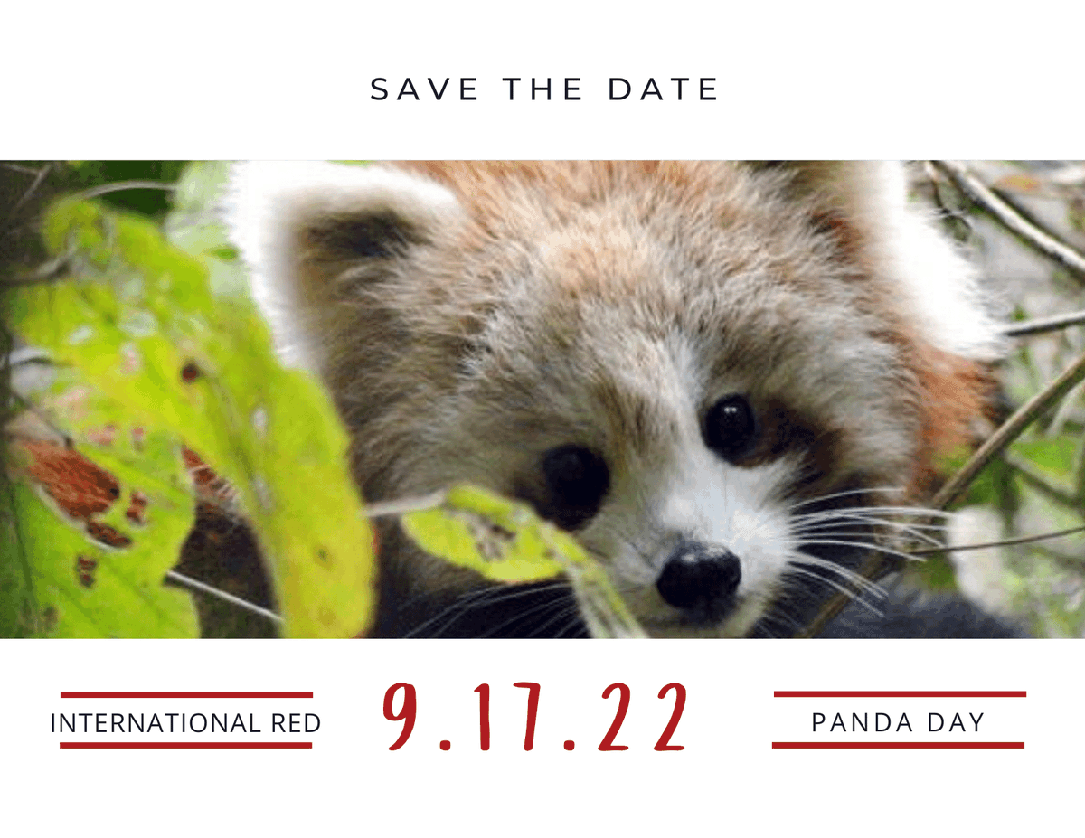 RedPandaNetwork's tweet photo. Mark your calendars for International Red Panda Day (IRPD) 2022! We can't wait to celebrate with you. ππΎ https://t.co/aaf94z8lgX #IRPD2022 #15anniversary #lastofthefirstpanda https://t.co/rP4EuiSlRY