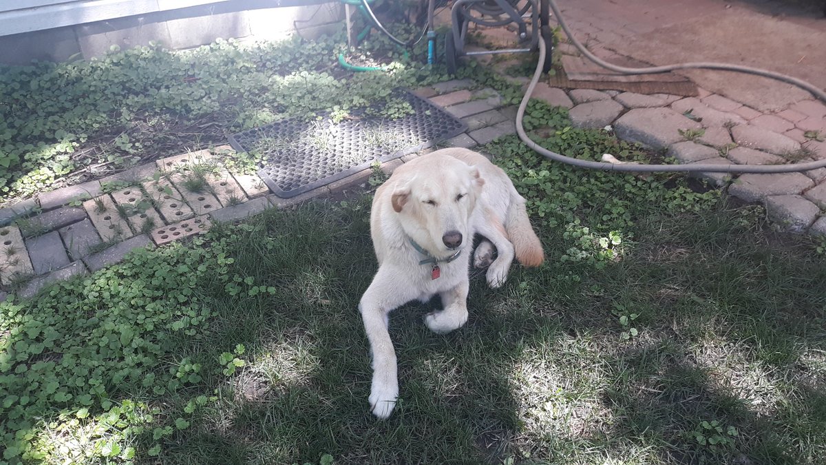 lheal's tweet image. Nuff dis. Time for a big yellow dog to run in the Illinois countryside. #runwithdogs