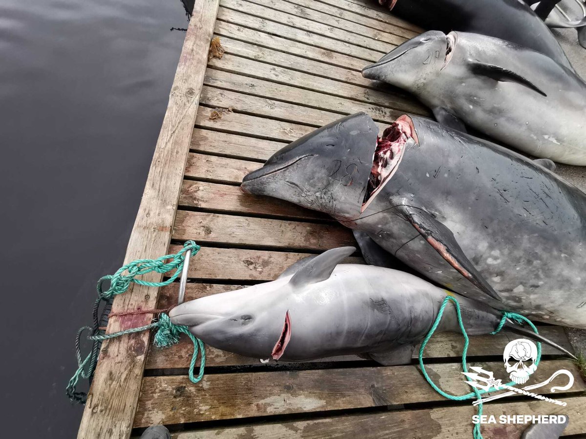 NeptunesPirates's tweet photo. 99 BOTTLENOSE DOLPHINS KILLED TODAY IN THE LARGEST FAROESE HUNT OF THIS SPECIES FOR OVER 120 YEARS
At 99 killed this makes this the largest hunt of bottlenose dolphins in over 120 years with the only larger hunt being 100 killed in the year 1898 according to #FaroeIslands stats https://t.co/YX3fWKZYgu