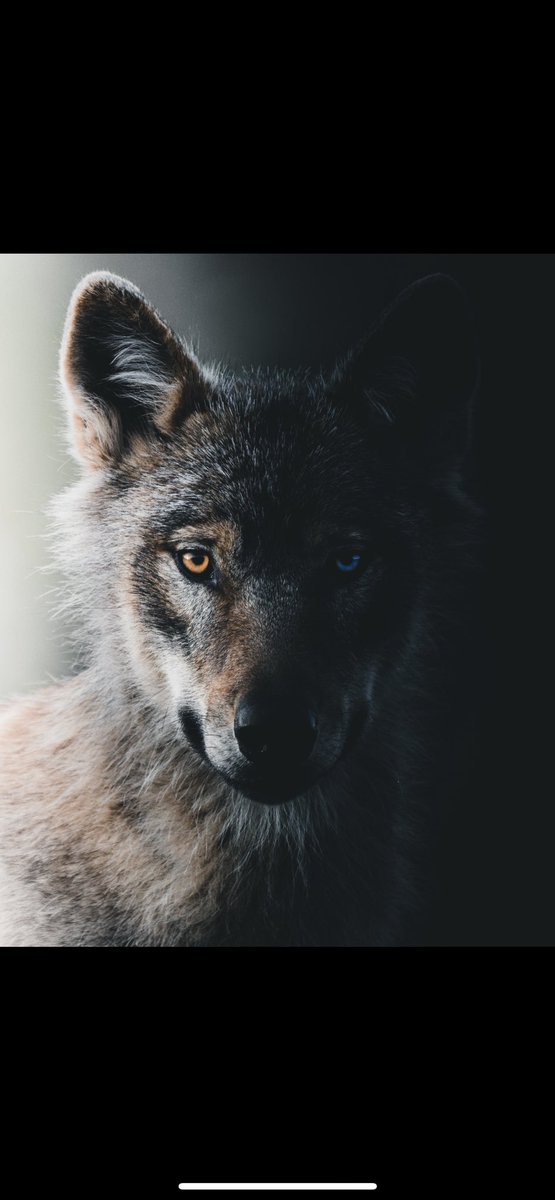 Which side are you on? 🐺