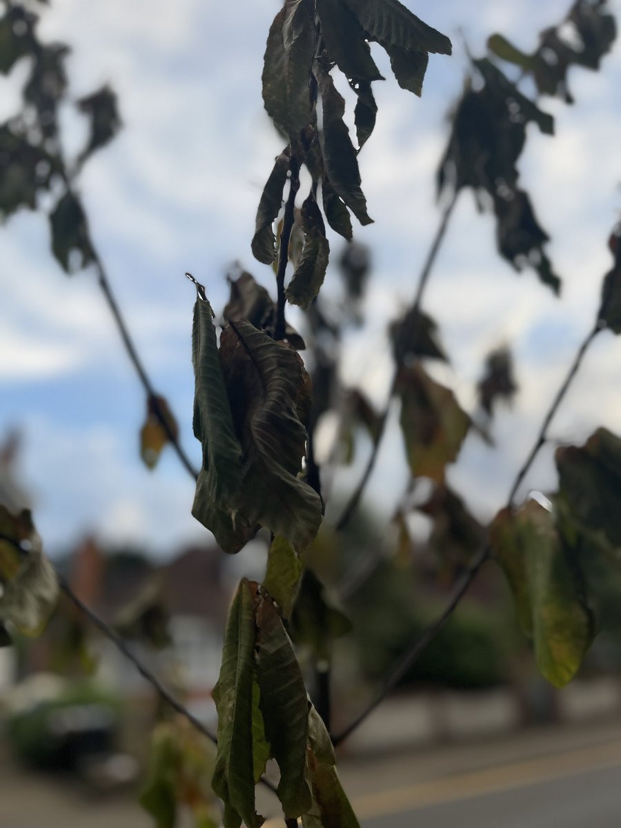 Wansteadium tweet media