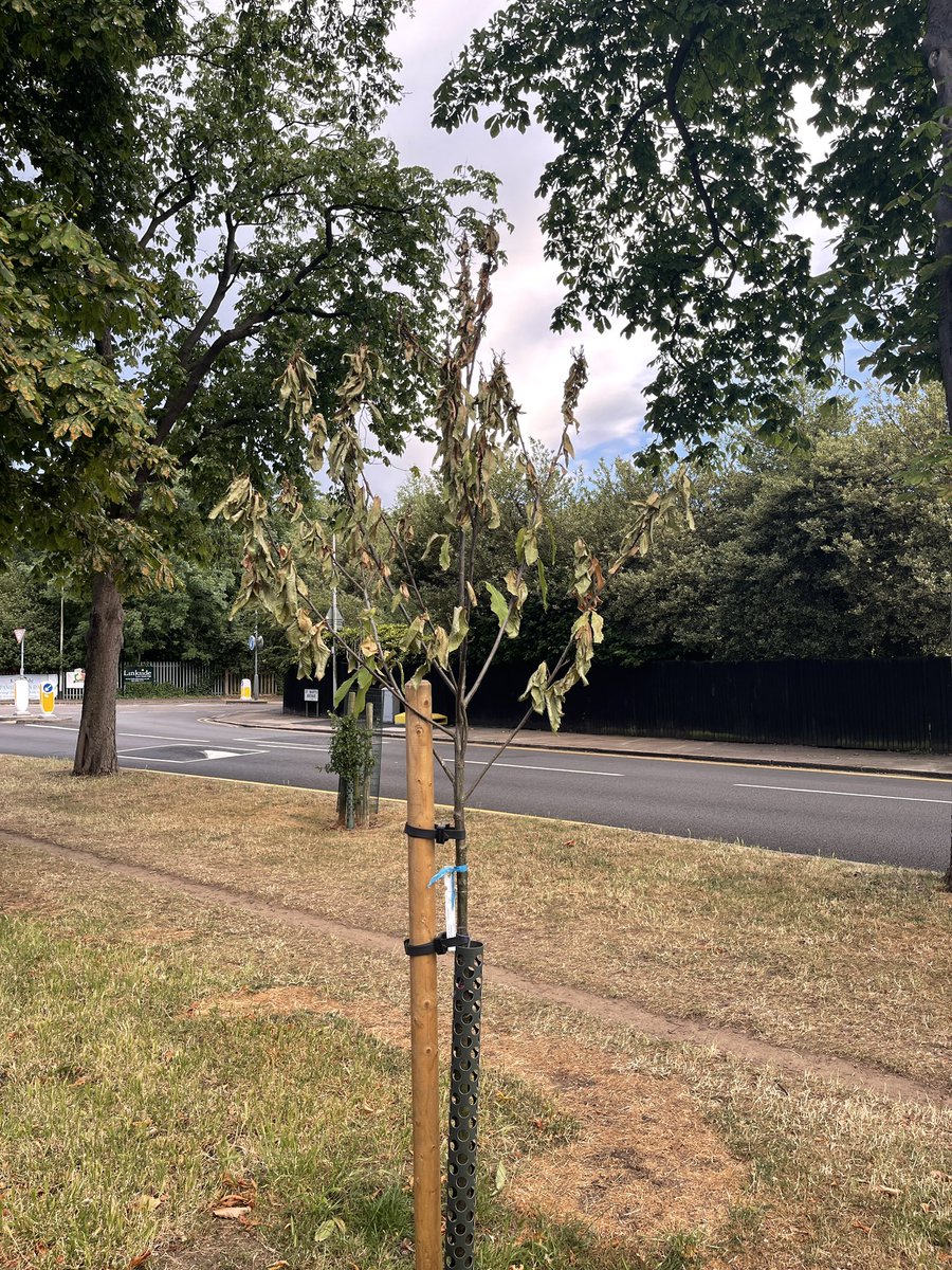 Wansteadium tweet media