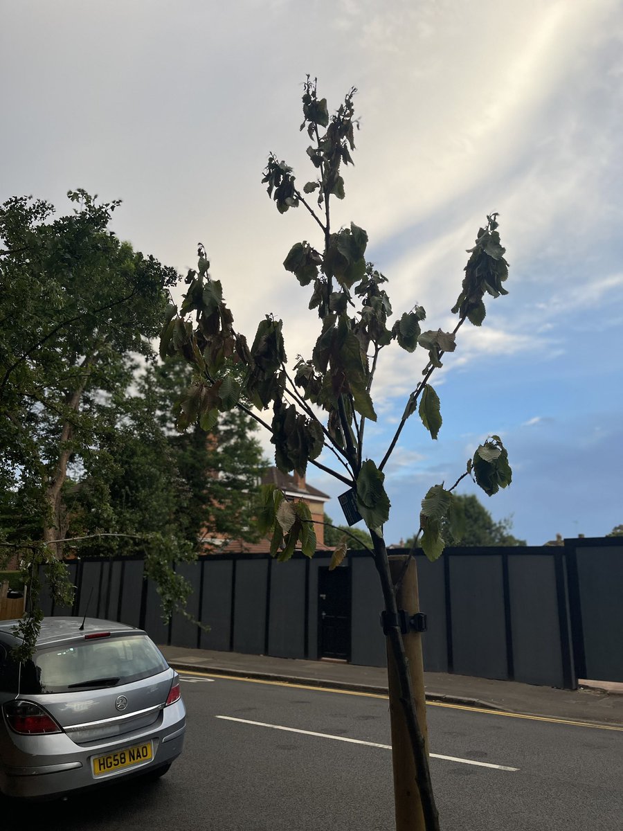 Wansteadium tweet media